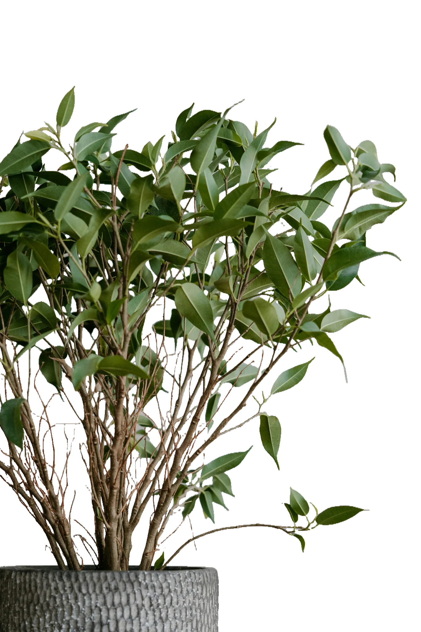 Green Plant - Original