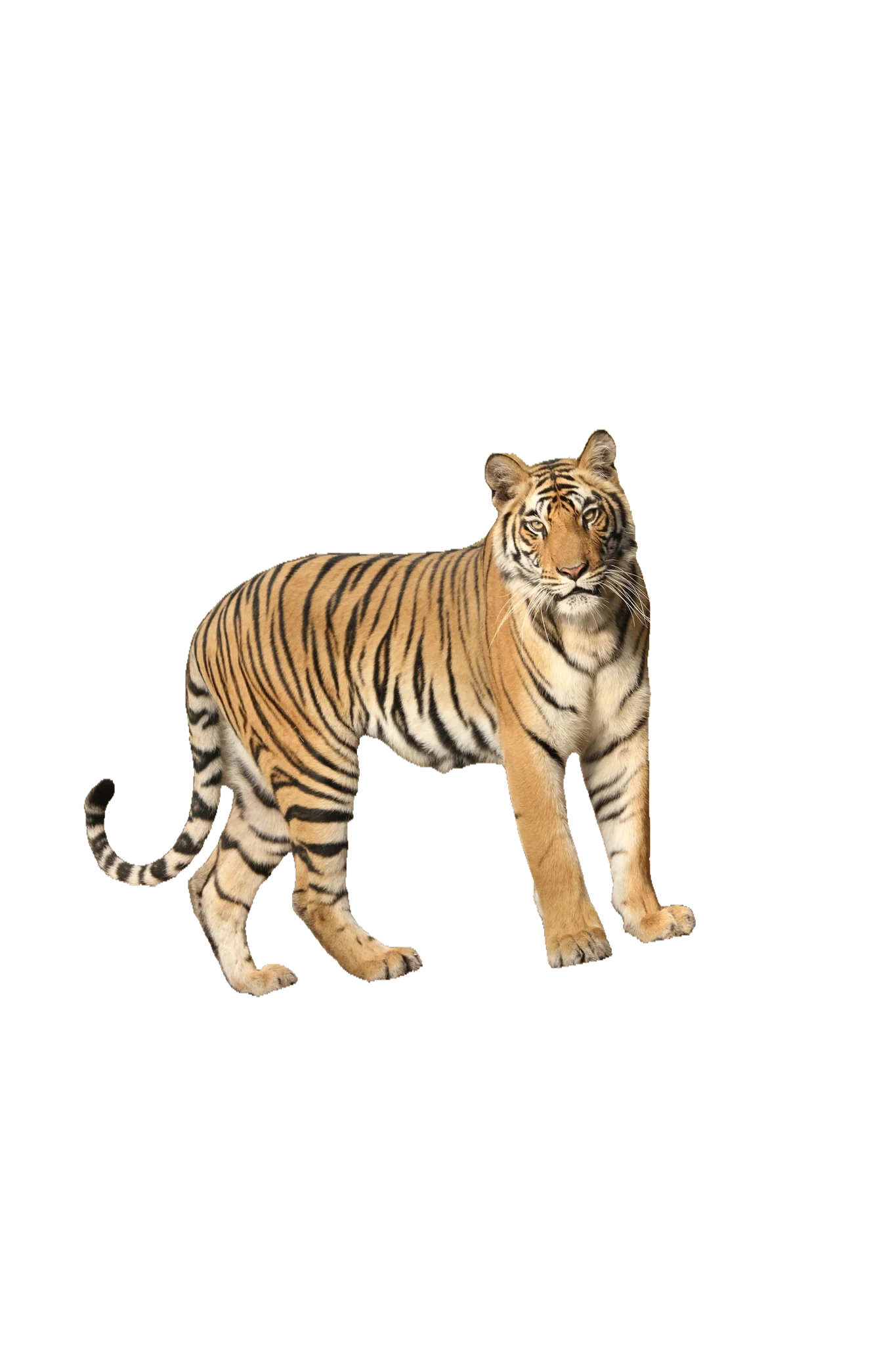 Tiger - Original