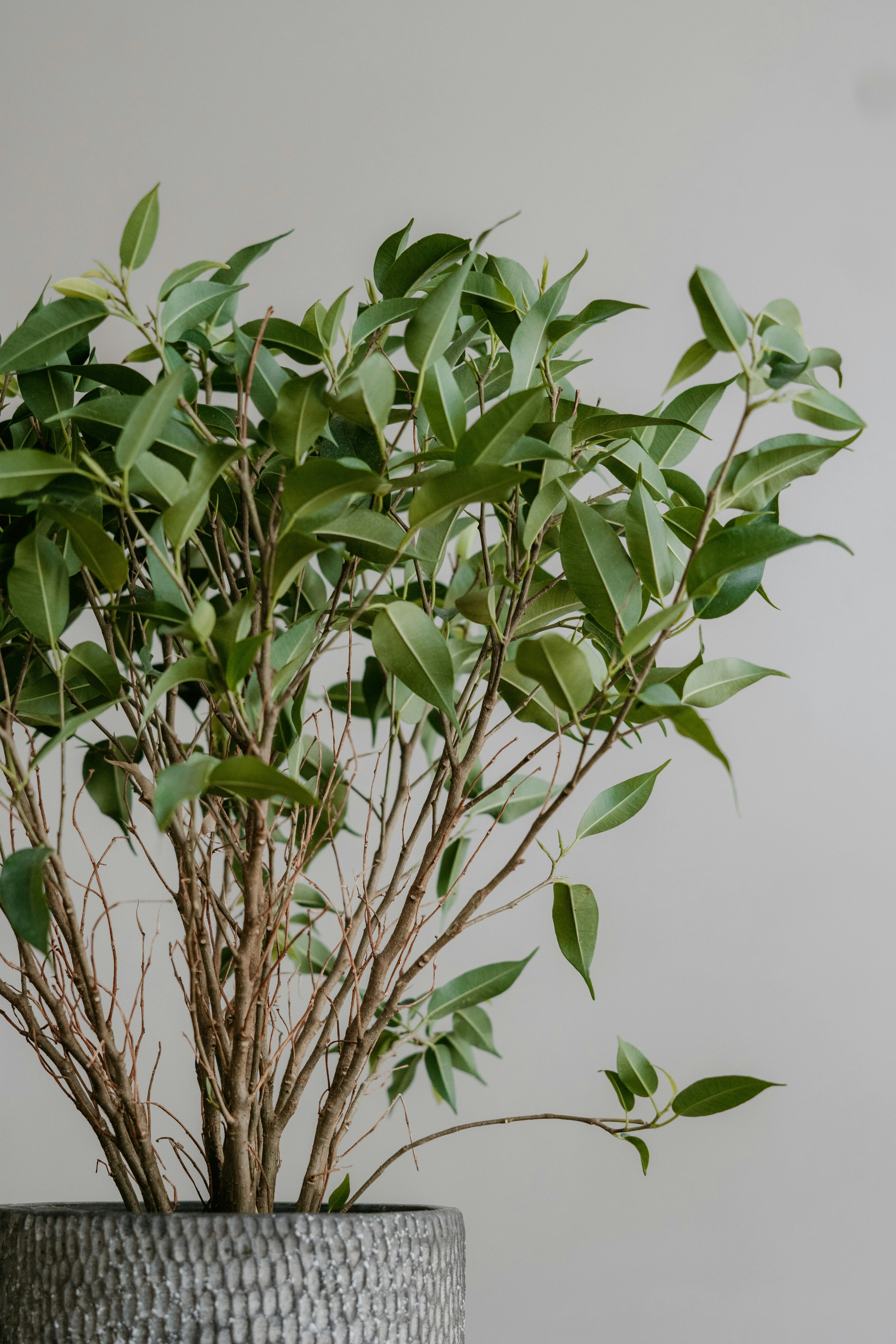 Green Plant - Background removed